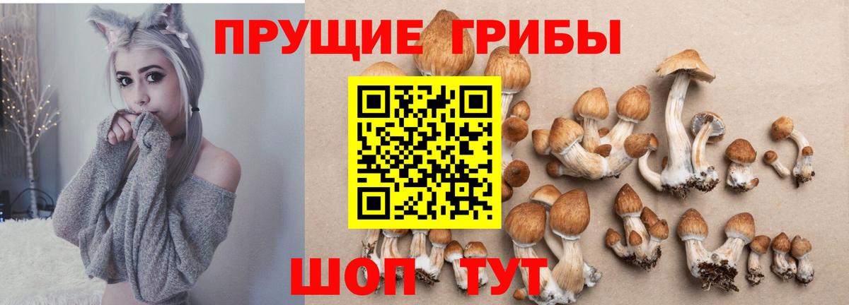 Избербаш  Псилоцибиновые грибы Psilocybine cubensis  Вход с VPN 